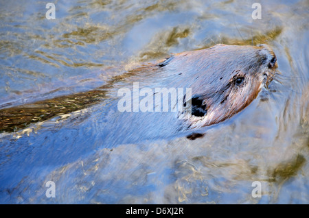 Ein Jugendlicher nordamerikanischen Biber Schwimmen im Acadia National Park, Maine Stockfoto