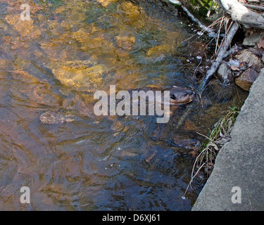 Eine junge nordamerikanischen Biber Schwimmen am Rande eines Teiches in Bar Harbor, Maine. Stockfoto