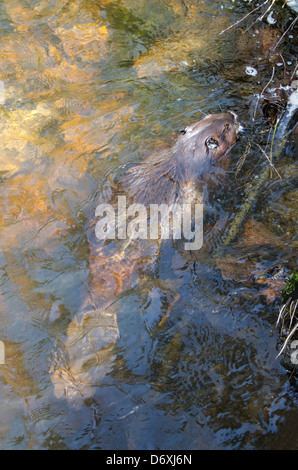 Einen jungen nordamerikanischen Biber (Castor Canadensis Acadicus) schwimmen in einem kleinen Teich im Acadia National Park, Maine. Stockfoto