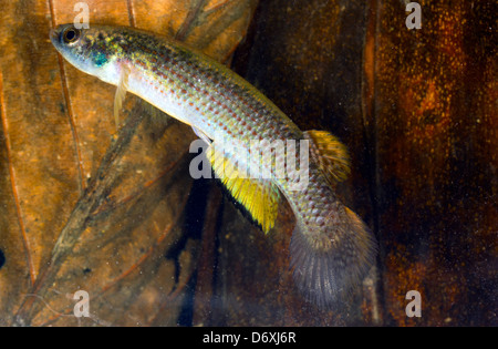 Amazonas Killifische (Rivulus sp.). Diese Fische können entlang den Waldboden aus einem Pool zum nächsten springen. Stockfoto