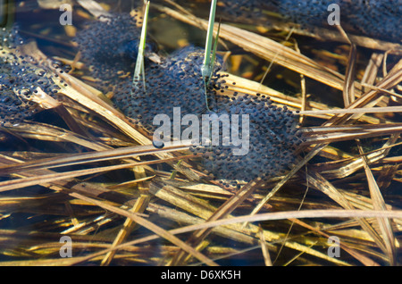 Holz-Frosch (Rana Sylvatica) Ei Massen in einem frühlingshaften Pool, Acadia National Park, Maine. Stockfoto
