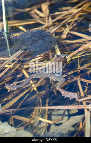 Holz-Frosch (Rana Sylvatica) mit Ei-Masse in einem frühlingshaften Pool, Acadia National Park, Maine. Stockfoto
