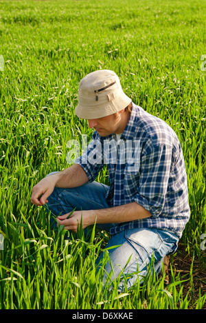 Mann im Weizenfeld. Landarbeiter in jungen grünen Weizenfeld. Stockfoto