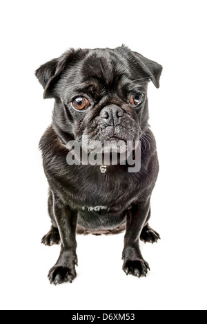 Schwarze Mops, sitzend Stockfoto