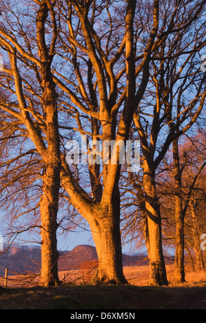 Buche im dramatischen frühen Morgenlicht, in der Nähe von Strathpeffer, Ross-Shire, Schottland. Stockfoto
