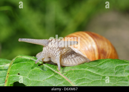 große Schnecke auf grünes Blatt als Hintergrund Stockfoto