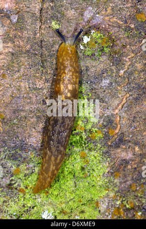 Gelbe Slug (Limax Flavus) Stockfoto