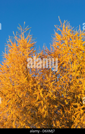 Lärche Baum im Herbst Stockfoto