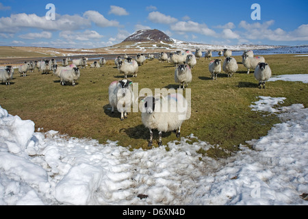 Schafe am Slemish, County Antrim, Nordirland. Stockfoto