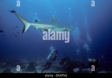 Blue Coral Seas, Unterwasser Fotografie, Malediven schieben Okt 1989 unter Wasser Konvertierungen, maledivischen Inseln, Malediven, Indischer Ozean Stockfoto