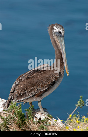 Brauner Pelikan, Pelecanus Occidentalis, Stockfoto