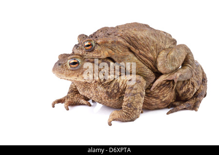 Gemeinsamen Kröte oder europäische Kröte (Bufo Bufo). Amplexus Stockfoto