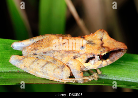 Nicht identifizierte Regen Frosch (Pristimantis SP. auf einem Blatt im Regenwald Unterwuchs, Ecuador Stockfoto