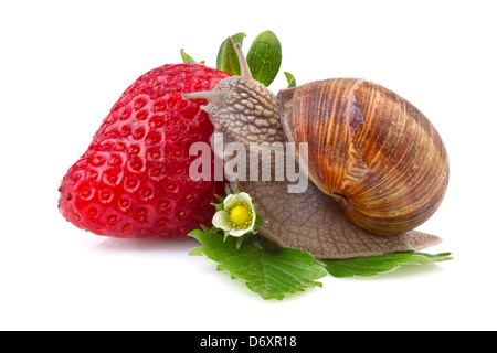 Schnecke und Erdbeeren auf weißem Hintergrund Stockfoto