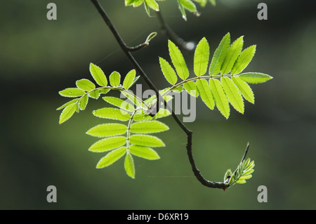 Rowan Blätter im Frühling. Stockfoto