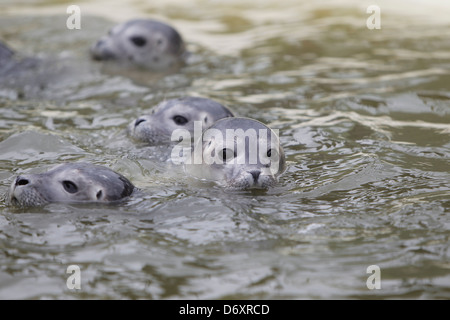 Friedrichskoog, Deutschland, junge Robben schwimmen in einem pool Stockfoto