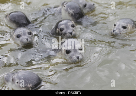 Friedrichskoog, Deutschland, junge Robben schwimmen in einem pool Stockfoto