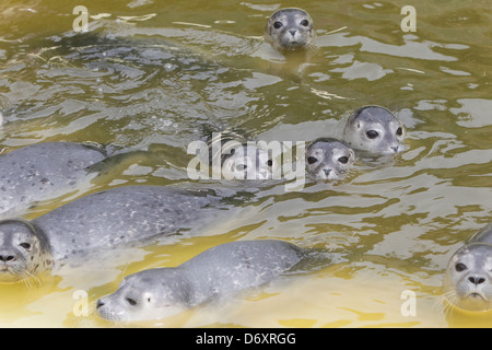 Friedrichskoog, Deutschland, junge Robben schwimmen in einem pool Stockfoto