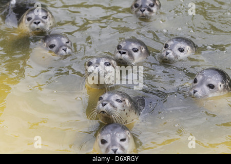 Friedrichskoog, Deutschland, junge Robben schwimmen in einem pool Stockfoto