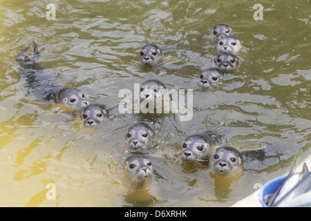 Friedrichskoog, Deutschland, junge Robben schwimmen in einem pool Stockfoto