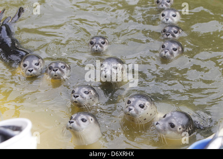 Friedrichskoog, Deutschland, junge Robben schwimmen in einem pool Stockfoto