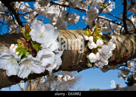 Rosengewächse Prunus Shirotae Kirsche Baum Blüte im Frühling gegen blauen Himmel. Berkshire, England, GB, UK. Stockfoto