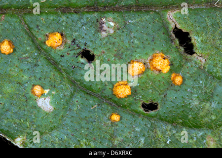 Blatt von einem Regenwald-Baum mit ein pathogener Pilz infiziert Stockfoto