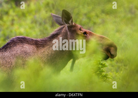 Wilden Elch (Alces Alces) in der Nähe von Moose Creek, Denali National Park, Alaska, USA Stockfoto