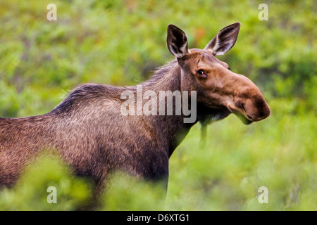 Wilden Elch (Alces Alces) in der Nähe von Moose Creek, Denali National Park, Alaska, USA Stockfoto