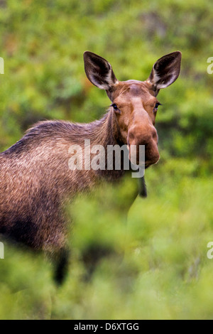 Wilden Elch (Alces Alces) in der Nähe von Moose Creek, Denali National Park, Alaska, USA Stockfoto