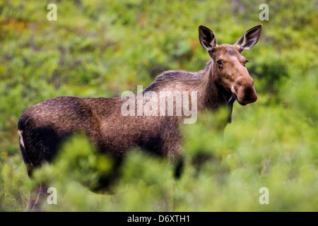 Wilden Elch (Alces Alces) in der Nähe von Moose Creek, Denali National Park, Alaska, USA Stockfoto