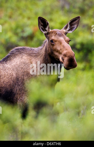 Wilden Elch (Alces Alces) in der Nähe von Moose Creek, Denali National Park, Alaska, USA Stockfoto