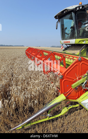 Hassmoor, Deutschland, beim Ernten von Weizen mit einem Mähdrescher Claas Stockfoto