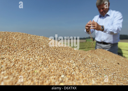 Hassmoor, Schleswig-Holstein, Farmer William Rupprecht von guten Hoebek mit der Weizenernte Stockfoto