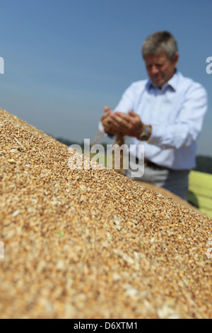 Hassmoor, Schleswig-Holstein, Farmer William Rupprecht von guten Hoebek mit der Weizenernte Stockfoto