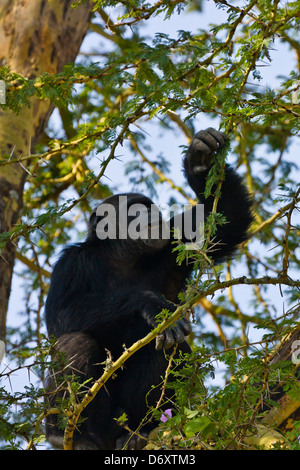 Schimpanse, Sweetwaters, Samburu, Kenia Stockfoto