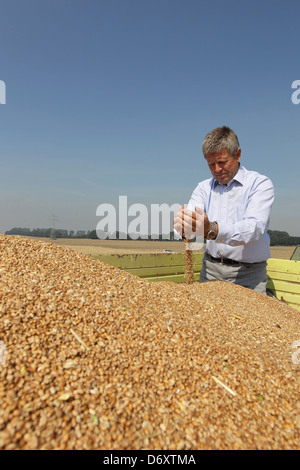 Hassmoor, Schleswig-Holstein, Farmer William Rupprecht von guten Hoebek mit der Weizenernte Stockfoto