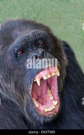 Schimpanse, Sweetwaters, Samburu, Kenia Stockfoto