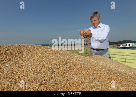 Hassmoor, Schleswig-Holstein, Farmer William Rupprecht von guten Hoebek mit der Weizenernte Stockfoto