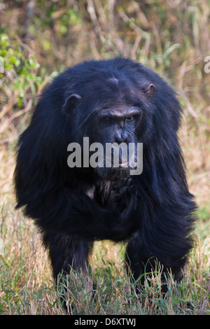 Schimpanse, Sweetwaters, Samburu, Kenia Stockfoto