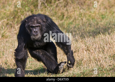 Schimpanse, Sweetwaters, Samburu, Kenia Stockfoto