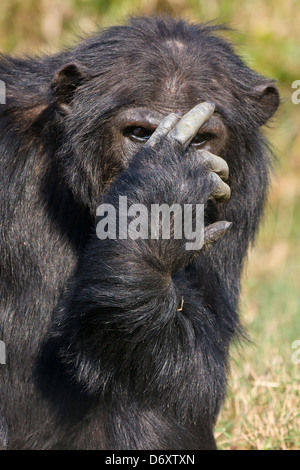 Schimpanse, Sweetwaters, Samburu, Kenia Stockfoto