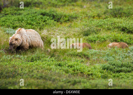 Säen Sie (weiblich) Grizzlybär (Ursus Arctos Horribilis) mit ihren jungen in der Nähe von steinernen Kuppel und Highway Pass, Denali-Nationalpark, Alaska Stockfoto