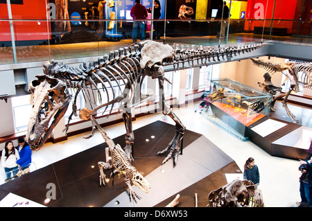Dinosaurier-Skelett, Natural History Museum of Los Angeles Stockfoto