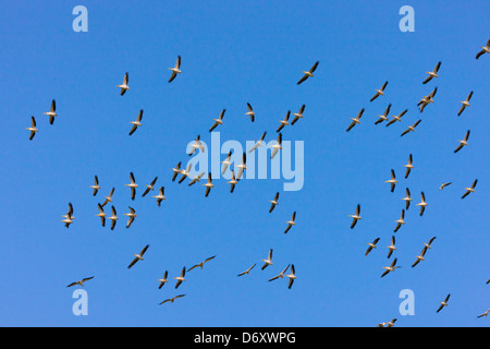 Afrikanische weiße Pelikane im Flug, Nakuru, Kenia Stockfoto