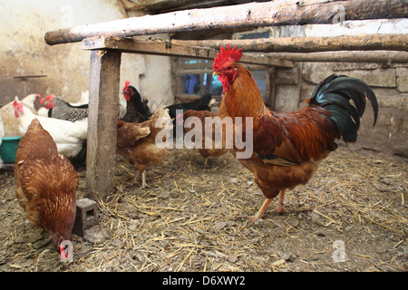 Birkach, Deutschland, Hahn und Hühner im Stall Stockfoto