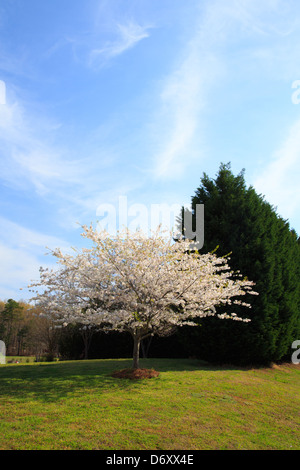 Landschaftsgestaltung im Frühjahr von einem typischen amerikanischen Vorort Neiborhood. Stockfoto