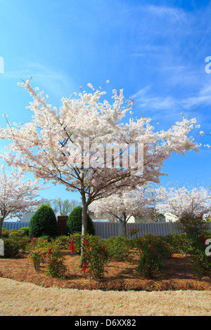 Landschaftsgestaltung im Frühjahr von einem typischen amerikanischen Vorort Neiborhood. Matthews, NC Stockfoto