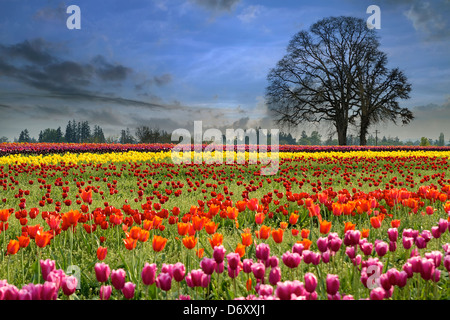 Bunte Tulpen Blumen blühen Tulpen Feld im Frühjahr Saison einen nebligen Morgen Stockfoto