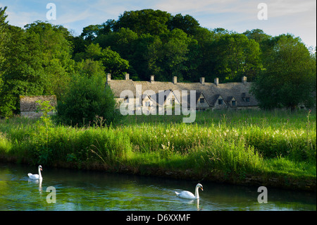 Schwäne am Fluss Coln durch Arlington Row Hütten traditionelle Armenhäuser in Bibury, Cotswolds, Gloucestershire, UK Stockfoto